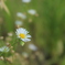 好きな花
