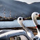 白鳥と海賊船…