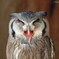さっぽろフクロウとキタキツネの森 2011