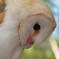 さっぽろフクロウとキタキツネの森 2011