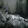 Snow Leopard