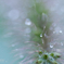 秋雨