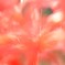 彼岸花１