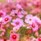 な、つ、秋桜