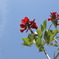 花と空　