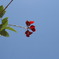 花と空　