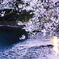 風になびく桜