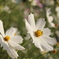 秋桜03