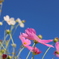 秋桜04