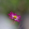 秋桜・・・