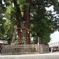 巳の神杉
