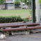 犬ねこ会議