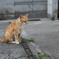 カメラ嫌いな猫【長崎／中華街】