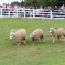 六甲牧場　羊追い