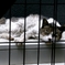 濡れ猫