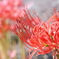 曼珠沙華