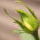花開く時