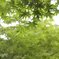 緑なもみじ