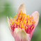 DPP_65816