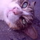 鎌倉猫