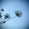 Cosmos_2012_1