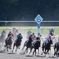 東京競馬