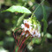 DPP_65817