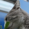 草