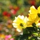 ハイキーなYellowバラの薗
