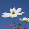 秋空と秋桜