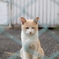 #1　金網越しの猫