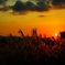 秋の夕暮れ