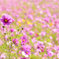秋桜