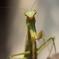 秋虫