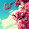 サルスベリの花