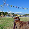 KOBI'S CAMP2012