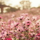 Flowery