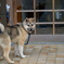 犬コロ