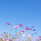 青空と秋桜