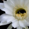 サボテンの花