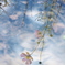 秋桜の見る夢