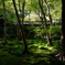 Moss Green