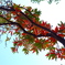 紅葉間近。