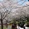 関東の桜