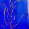 水タンクと雑草