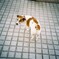 犬