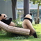 双子パンダ