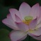 聖花