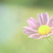 想い