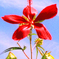 夏の花
